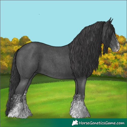Horse Color:Black Sabino 