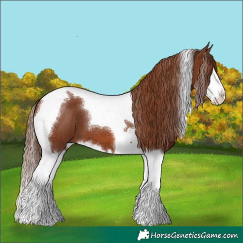 Horse Color:Chestnut Splash Tobiano 