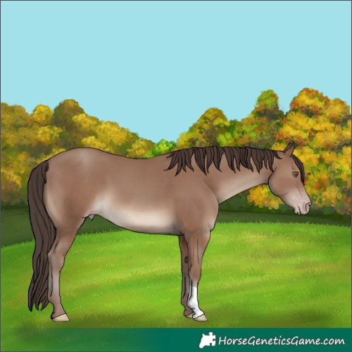 Horse Color:Classic Champagne 