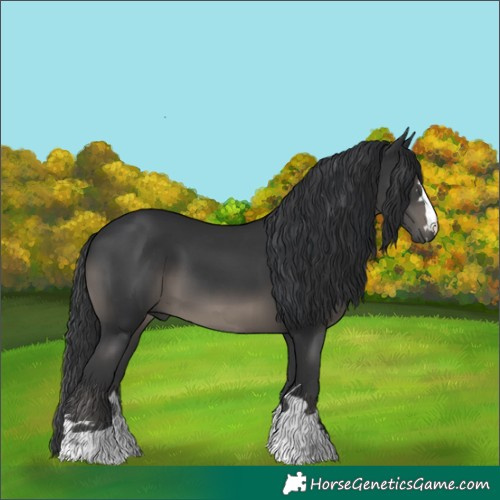 Horse Color:Black 