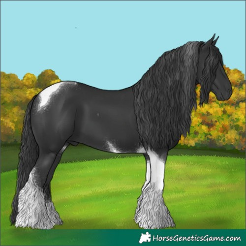Horse Color:Black Tobiano 