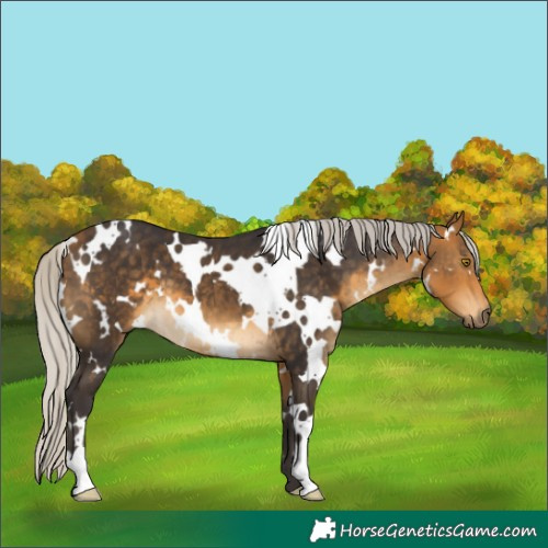Horse Color:White Spotted Silver Buckskin
