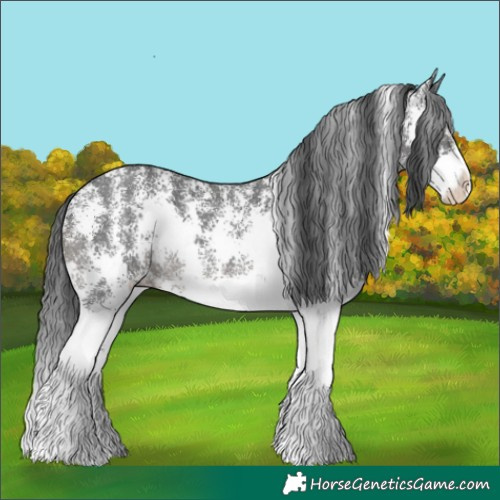 Horse Color:Black Sabino 