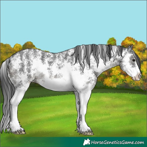 Horse Color:Black Sabino 