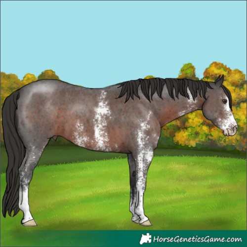 Horse Color:Liver Chestnut Sabino 