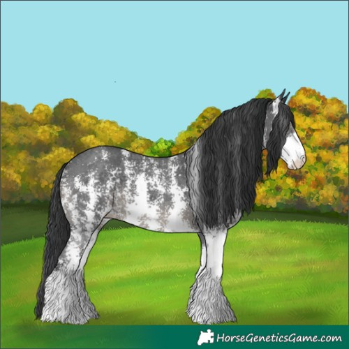 Horse Color:Black Sabino 