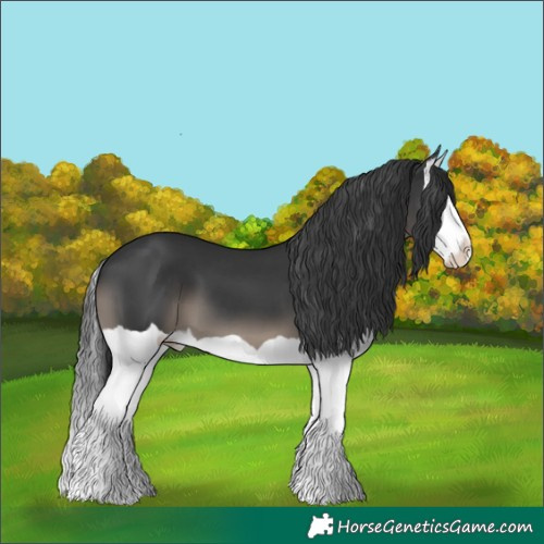 Horse Color:Black Splash 