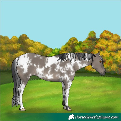 Horse Color:White Spotted Grullo 
