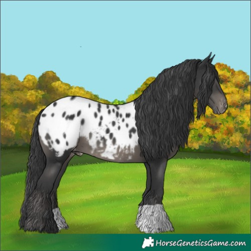 Horse Color:Black Blanket 