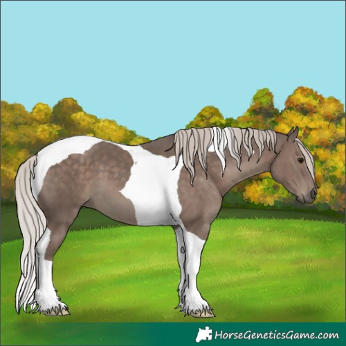 Horse Color:Silver Black Tobiano 