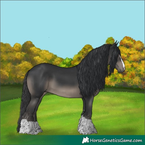 Horse Color:Black 