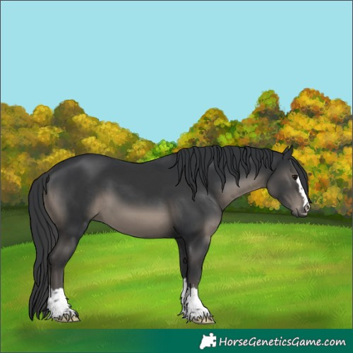 Horse Color:Black 