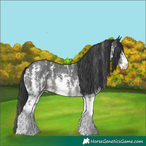 Horse Color:Black Sabino 