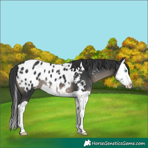 Horse Color:Black Splash Appaloosa 
