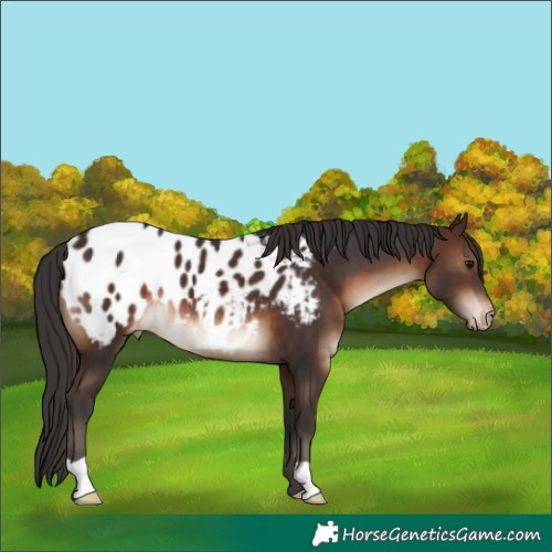 Horse Color:Brown Blanket 