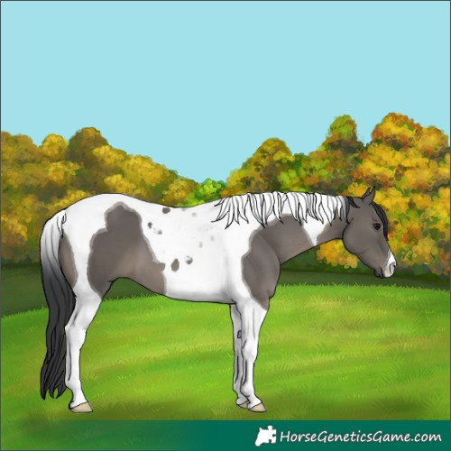 Horse Color:Grullo Tobiano