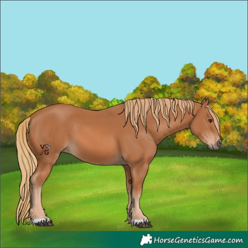 Horse Color:Chestnut 