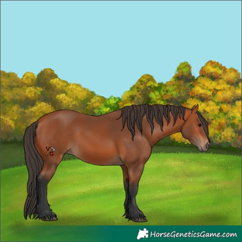 Horse Color:Bay 