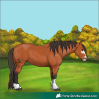 Horse Color:Bay 