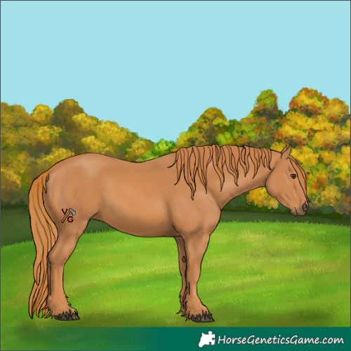 Horse Color:Chestnut 