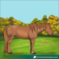 Horse Color:Chestnut 