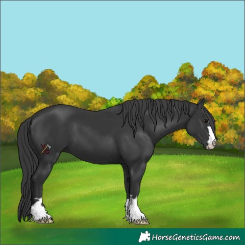 Horse Color:Black 