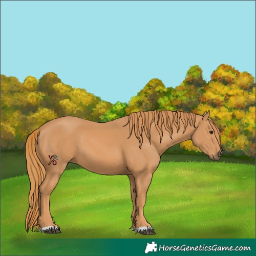 Horse Color:Chestnut 