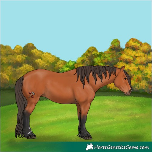 Horse Color:Bay 