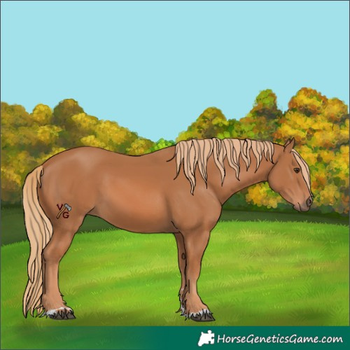Horse Color:Chestnut 