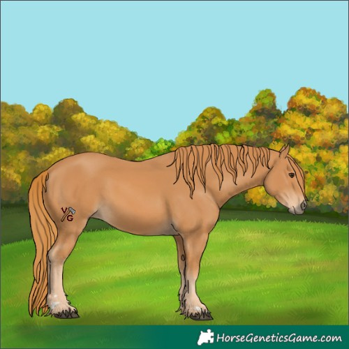 Horse Color:Chestnut 
