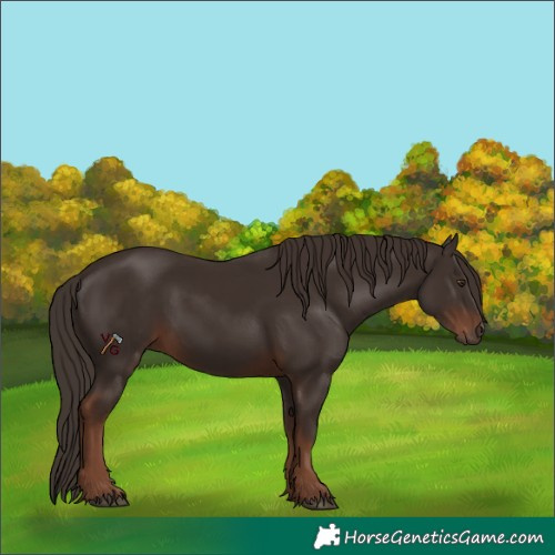 Horse Color:Liver Chestnut 