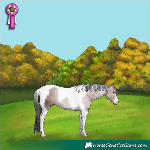 Horse Color:Liver Chestnut Tobiano 