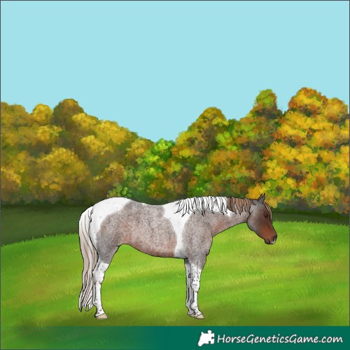 Horse Color:Liver Red Roan Tobiano 