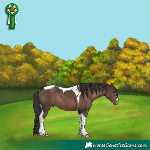 Horse Color:Liver Chestnut Tobiano Rabicano 