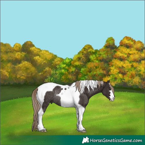 Horse Color:Liver Chestnut Tobiano Rabicano 