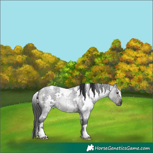 Horse Color:White Spotted Brown Roan 
