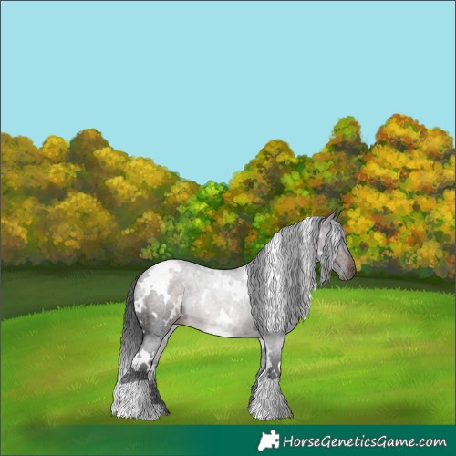 Horse Color:White Spotted Brown Roan Rabicano 