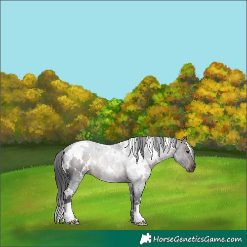 Horse Color:White Spotted Brown Roan Rabicano 