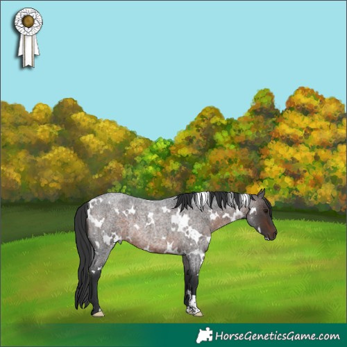 Horse Color:White Spotted Brown Roan Rabicano 