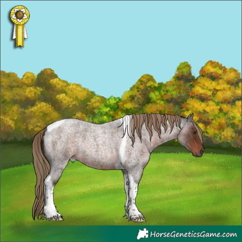 Horse Color:Liver Red Roan Tobiano Rabicano 