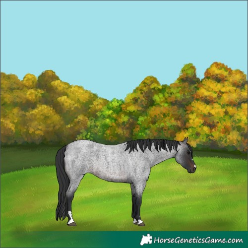 Horse Color:Brown Roan 