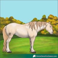 Horse Color:White Spotted Buckskin Frame
