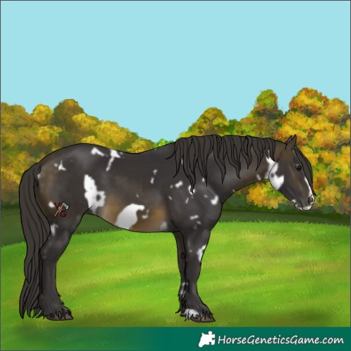 Horse Color:Unknown 