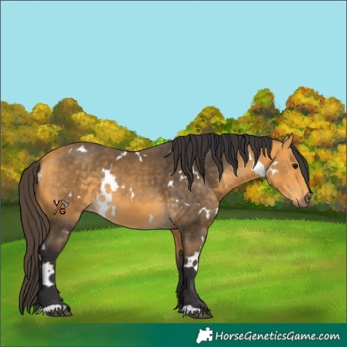 Horse Color:Unknown 