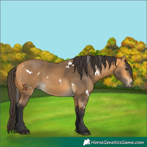 Horse Color:Unknown