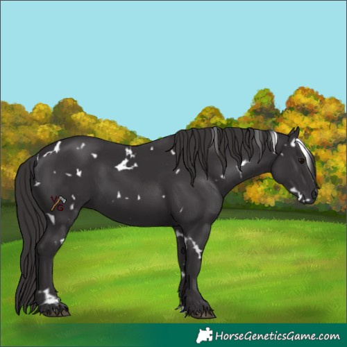 Horse Color:Unknown 