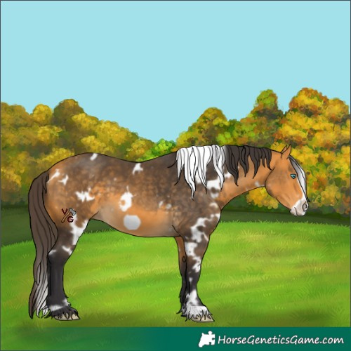 Horse Color:Unknown