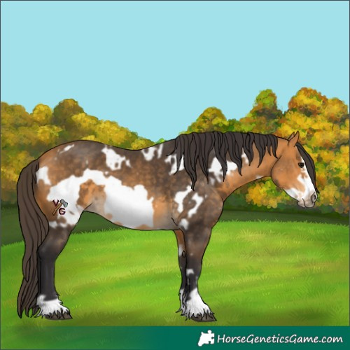 Horse Color:Unknown 