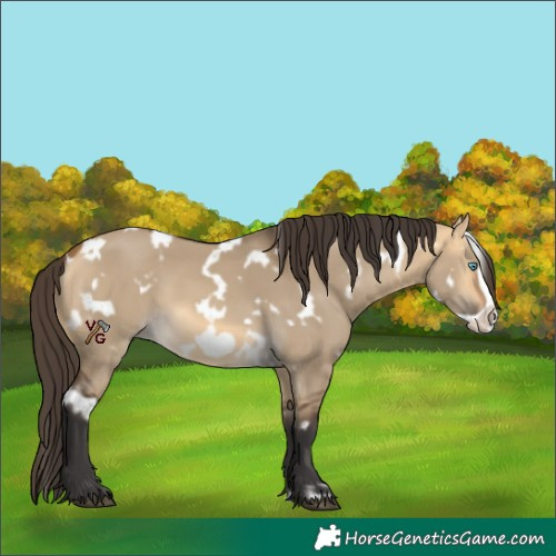 Horse Color:Unknown 