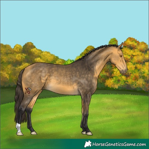 Horse Color:Unknown 